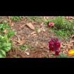 listing-video-1