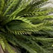 listing-video-1