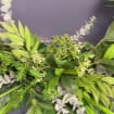 listing-video-1