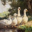 listing-video-1