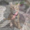 listing-video-1