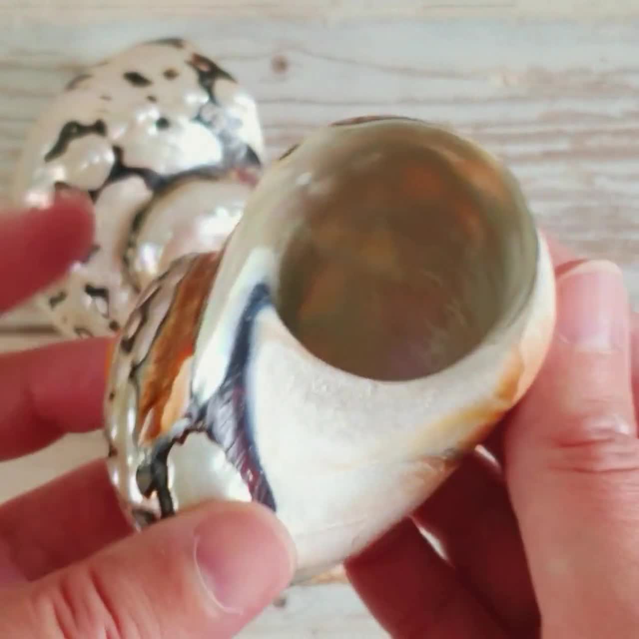 貝殻 珍しい螺旋状の磨かれた貝殻 / ターボサルマティクス / 3～4