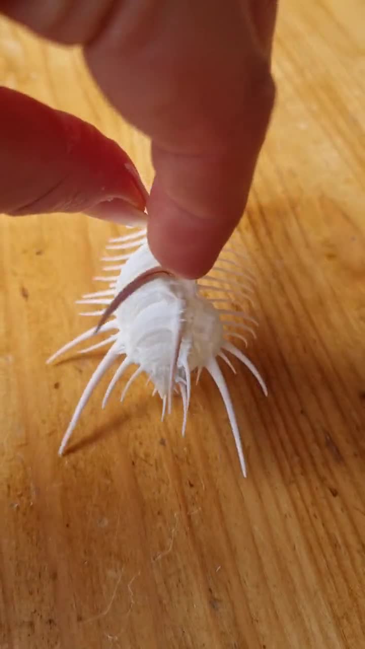 MUREX VENUS COMB 貝殻 (7～16 cm) - とげのある天然貝殻 | シェル