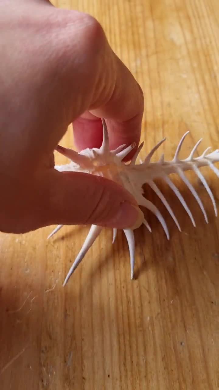 トゲのあるムレックス貝殻（7～11 cm） - 天然の黒棘貝殻標本