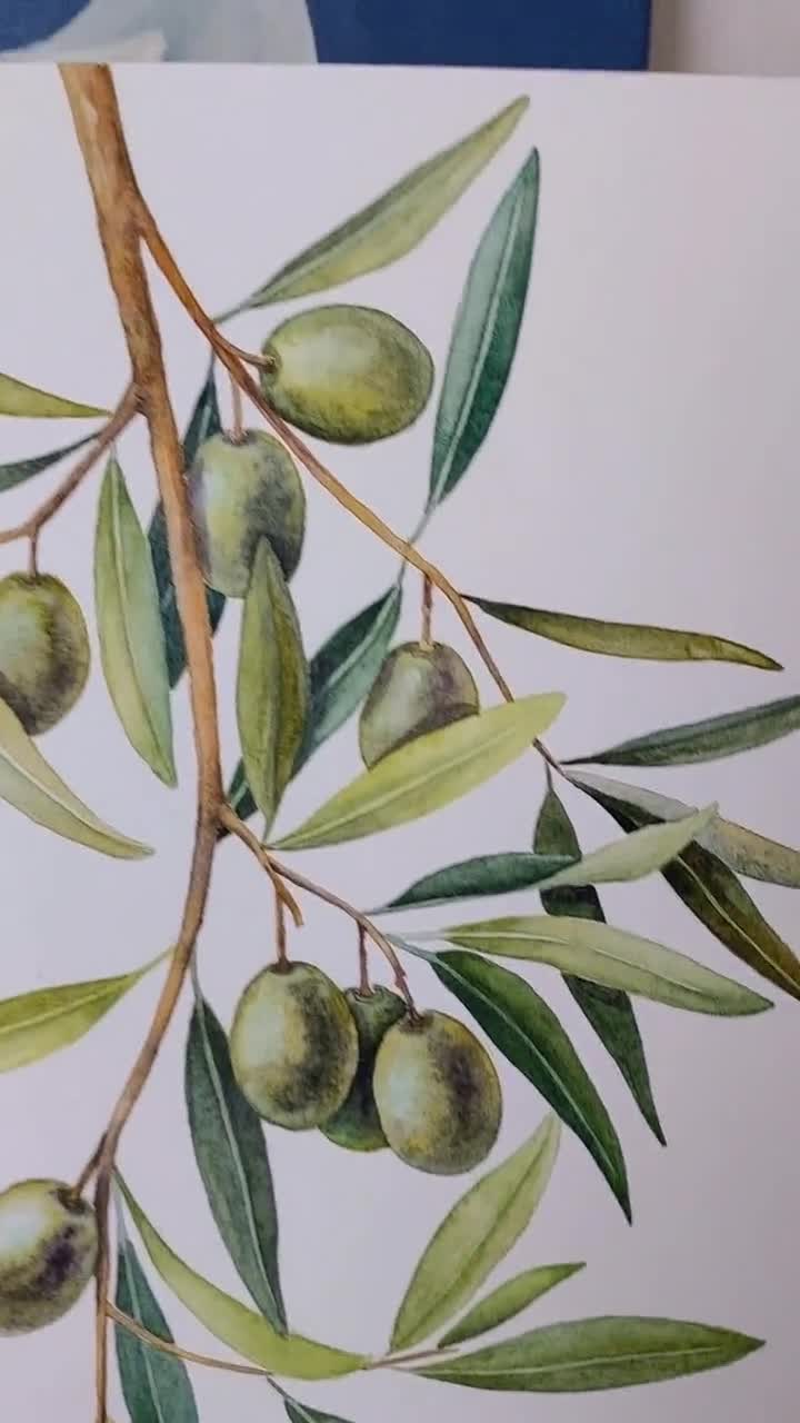 オリーブの枝のオリジナル水彩画、食べ物のイラスト、ギリシャの植物の