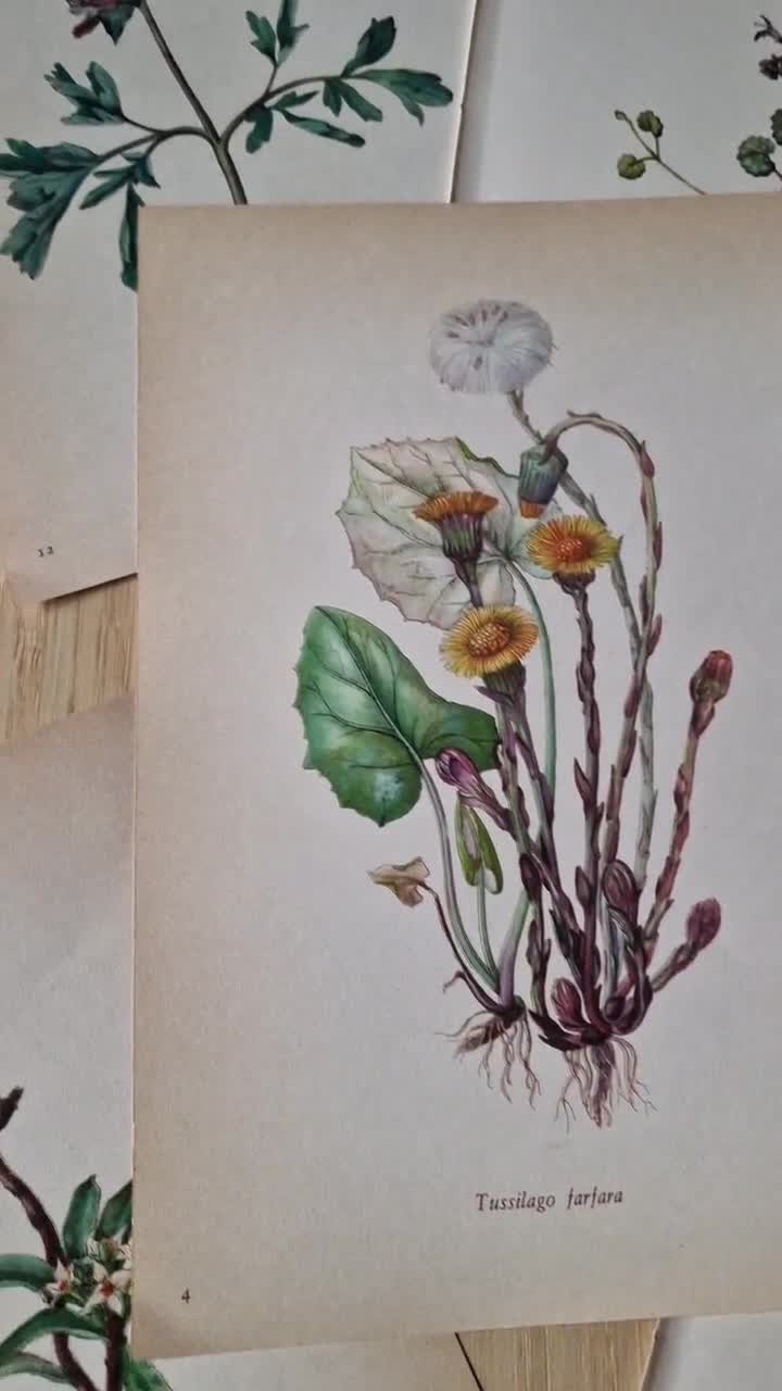 Set of 5 Vintage Botanical Prints – 1970s Elsa Felsko Flower Wall