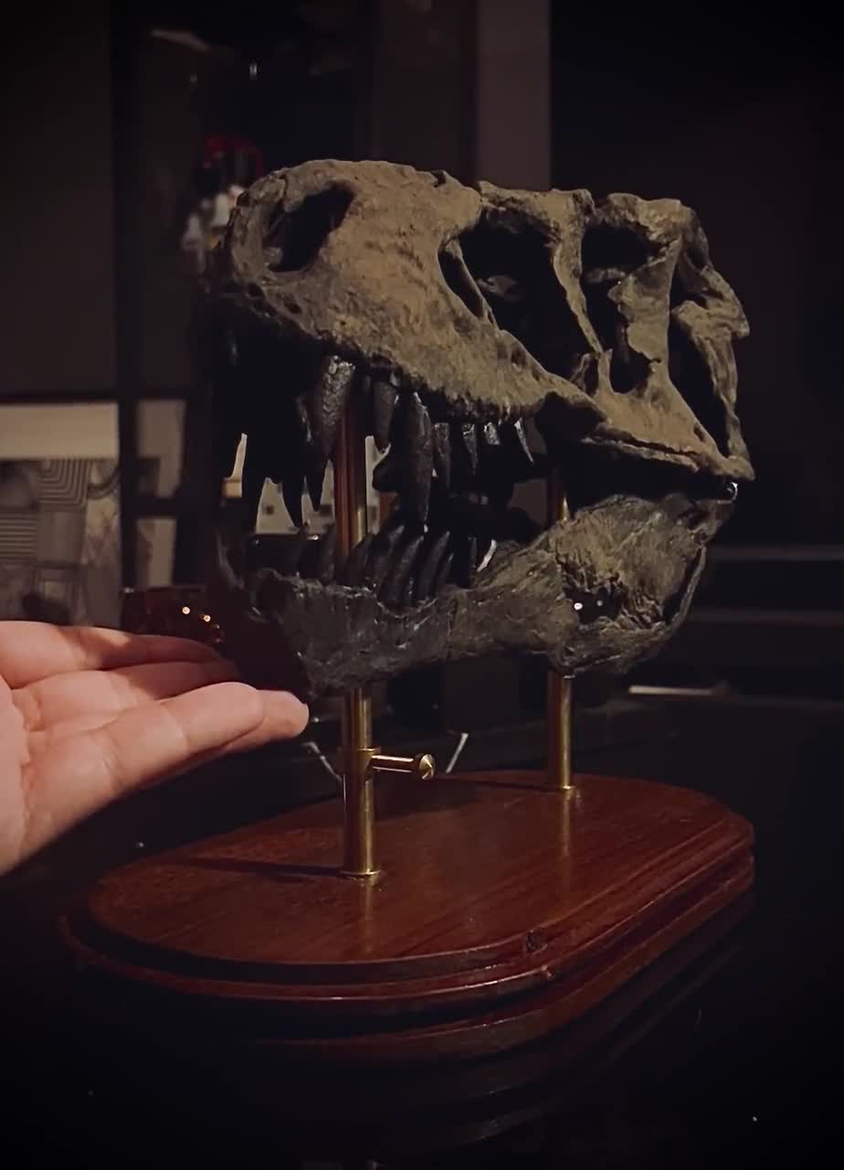 ティラノサウルス 頭骨 化石 レプリカ インテリア オブジェ 恐竜 ティラノサウルス・レックスの頭蓋骨レプリカ – リアルな恐竜化石彫刻