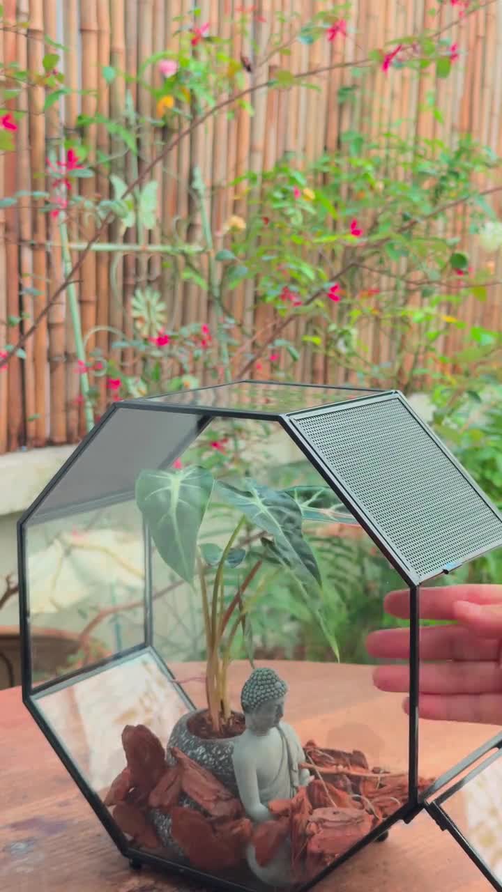Handmade Geometric Terrarium, Large Octagon Glass Jump Spider