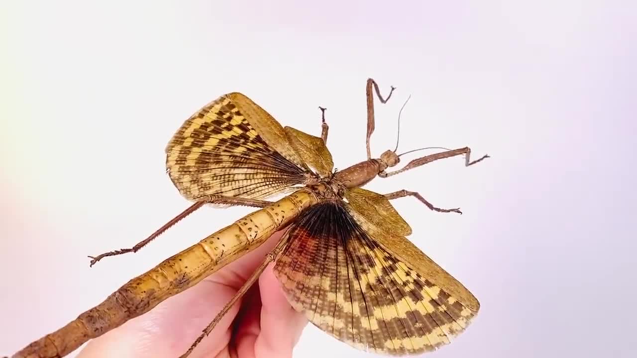 Phasma Gigas New Guinea (PG) - Super Giant Stick Insect Phasm