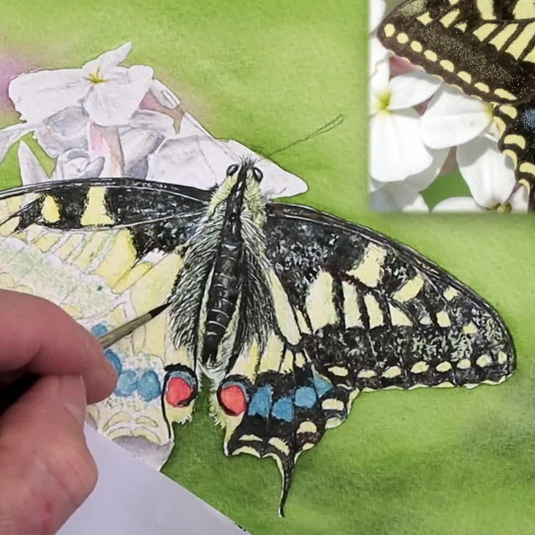 蝶の描き方、リアルな蝶のイラスト、水彩画、水彩画のチュートリアル