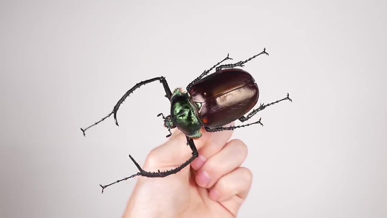 Cheirotonus Jansoni Vietnam (VN) - Wild Caught - Long-armed Scarab