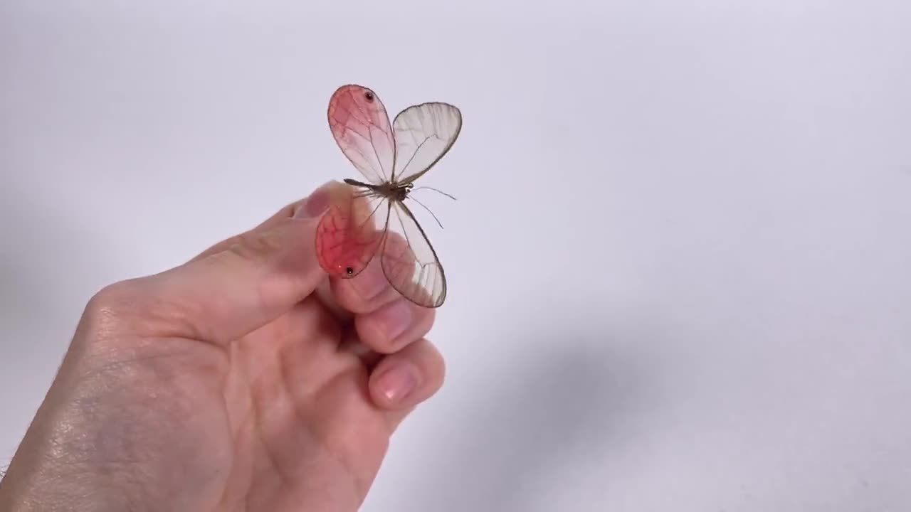 ペルー産グラスウィングチョウ（学名：Cithaerias aurorina） - PE