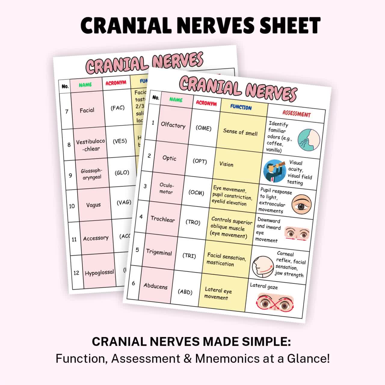 Cranial Nerves Nursing | Cheat Sheet for Nursing Students