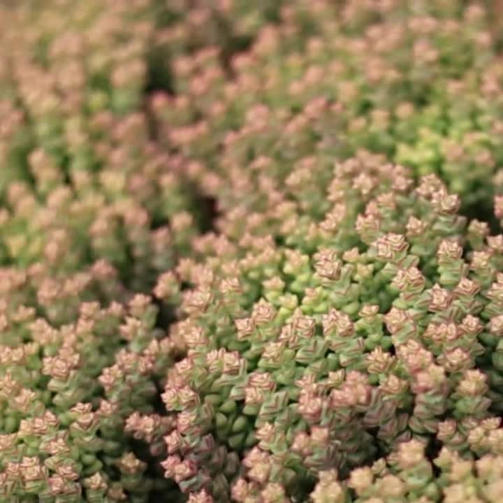 クラッスラ トム サム、多肉植物、多肉植物ギフト - Etsy 日本