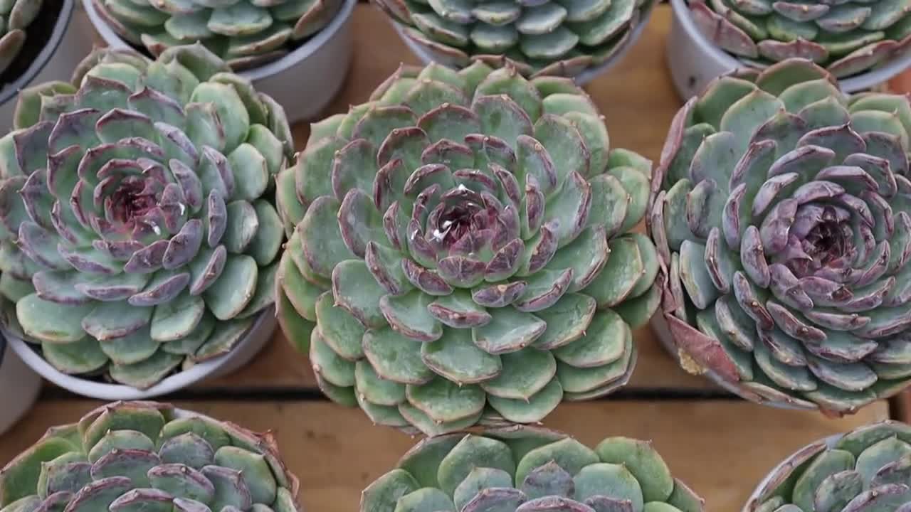 Echeveria Blue Enchantress - Live Succulent - Etsy