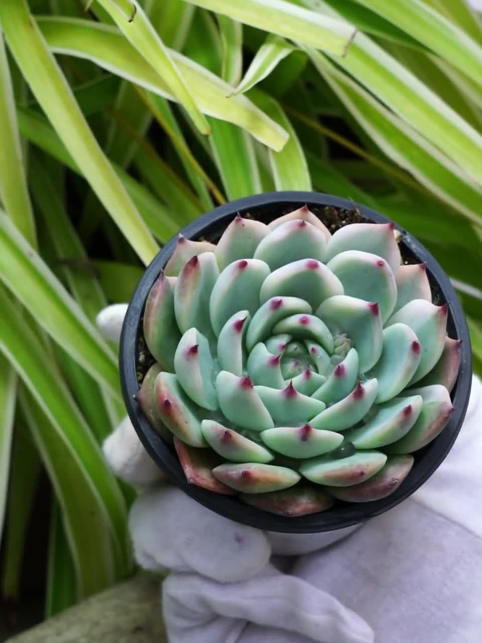 エケベリア チワワエンシス 斑入り - 多肉植物 - Etsy 日本
