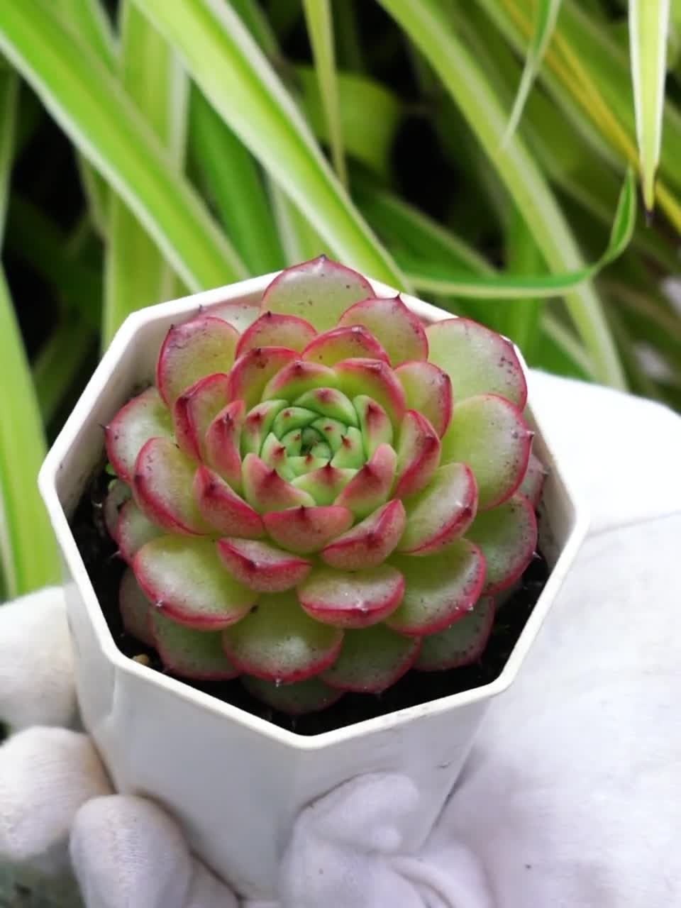 八重多肉植物。ジェニュインシェル。 エケベリア ダイヤモンド ジェニー - 多肉植物 - Etsy 日本