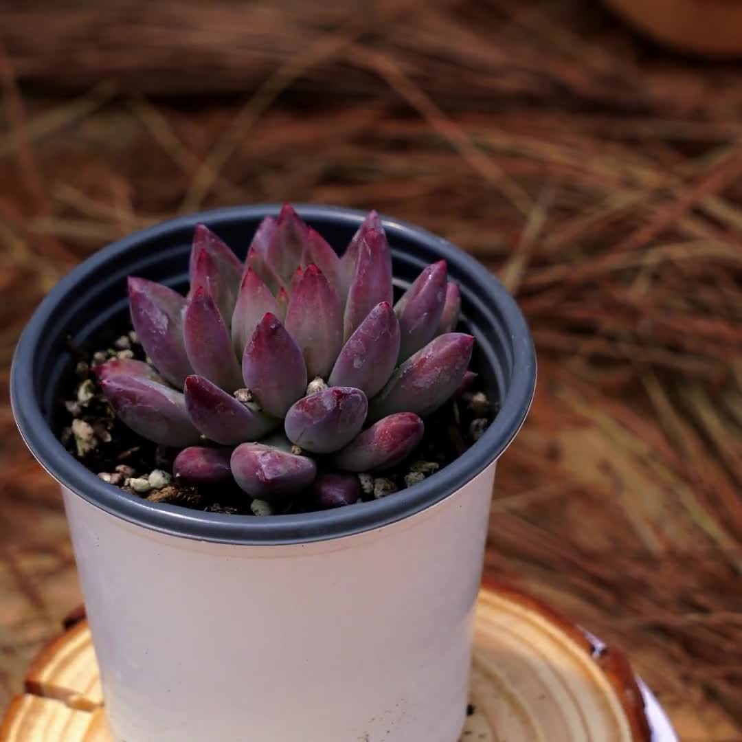 4インチ 生きた多肉植物、エケベリア金魚姫、お手入れ簡単植物 - Etsy 日本