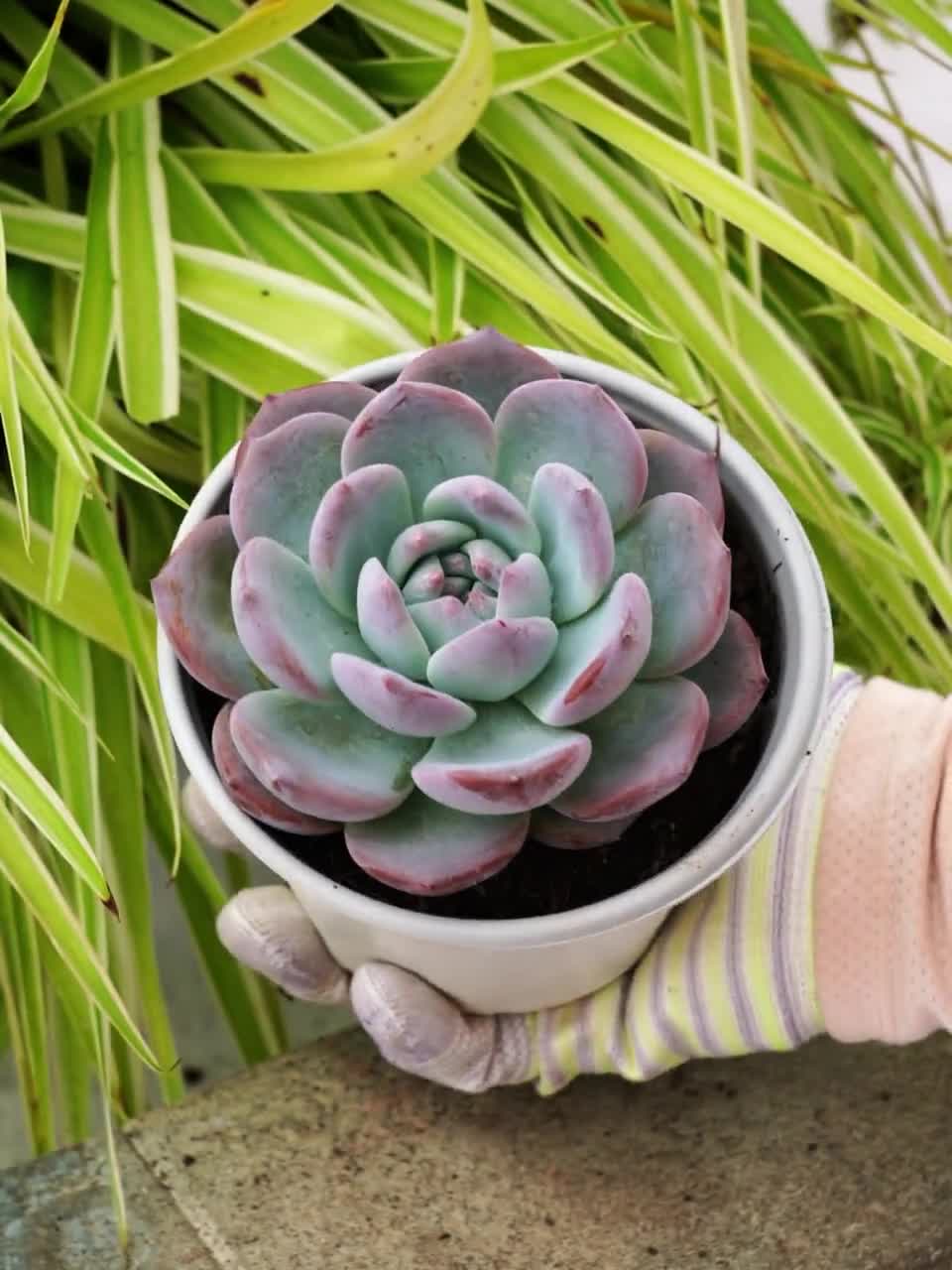 八重多肉植物。ジェニュインシェル。 八重多肉植物。ジェニュインシェル。 八重様専用多肉植物