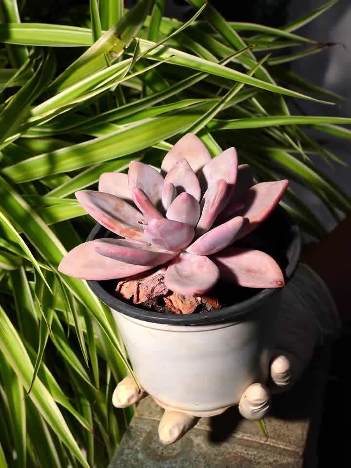 エケベリア ピンクバニー多肉植物 - Etsy 日本