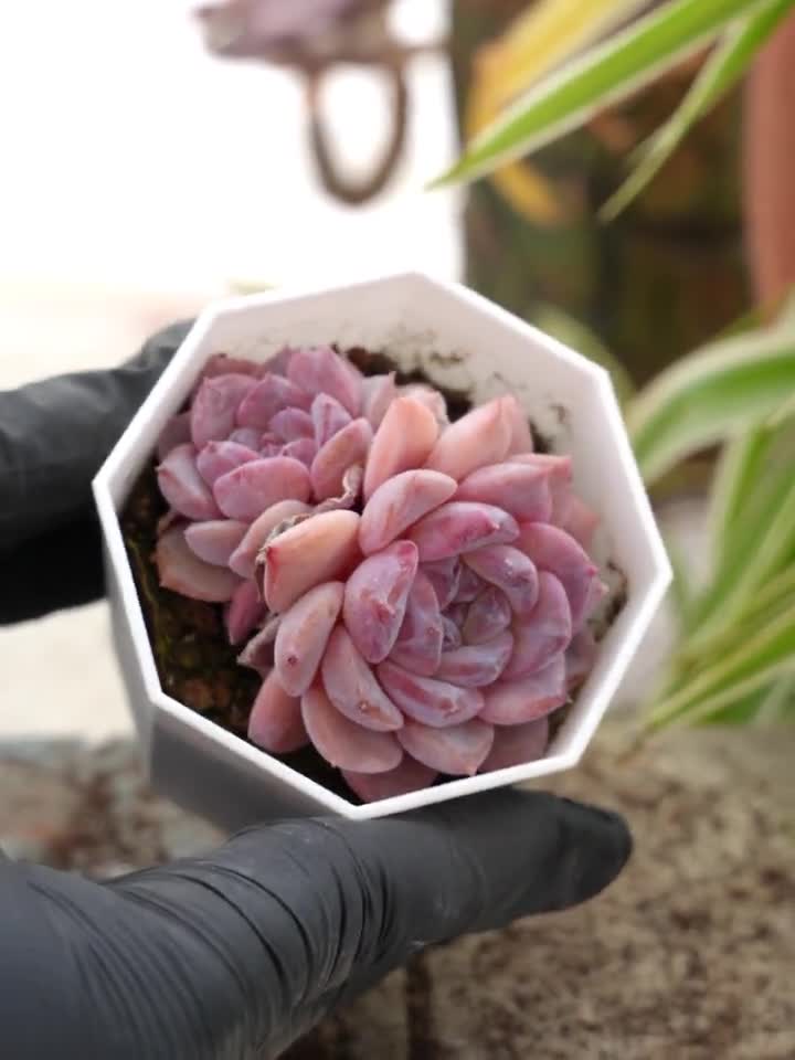 エケベリア シュガークリスタル多肉植物 - Etsy 日本