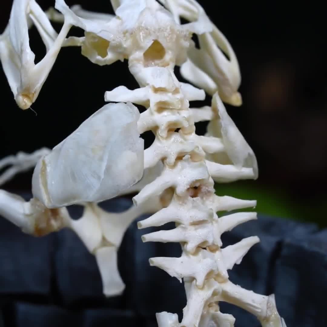 石の井戸に収められた本物のカエルの骨格 – 本物のカエルの剥製