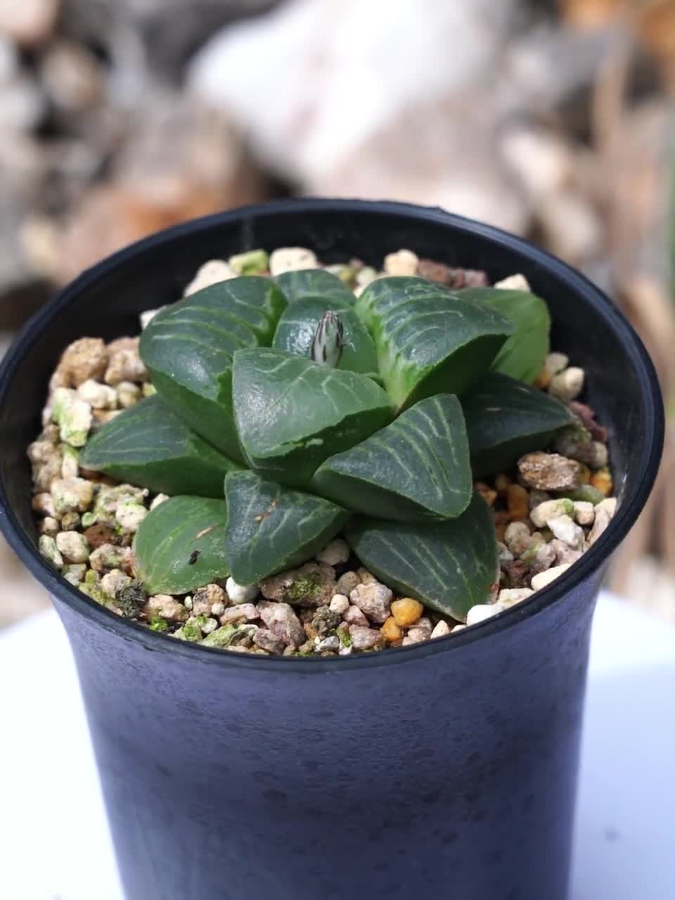 ハオルチア・コレクタ・ピンク・スイートハート - 多肉植物 - Etsy 日本