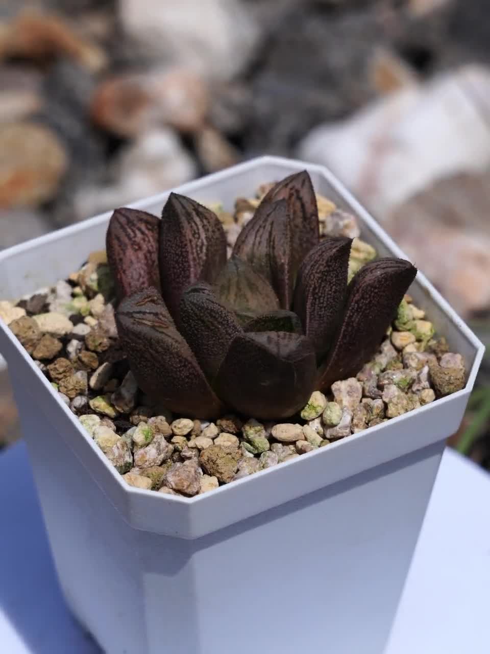 ハオルチア レニー白蛇 - 多肉植物 - Etsy 日本