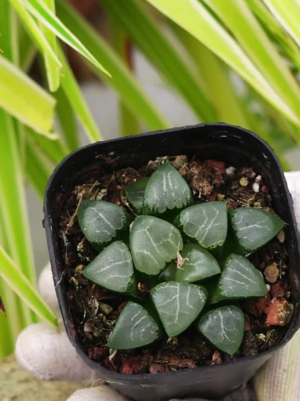 月影　4枚 ハオルチア月影ムーンシャドウ - 多肉植物 - Etsy 日本