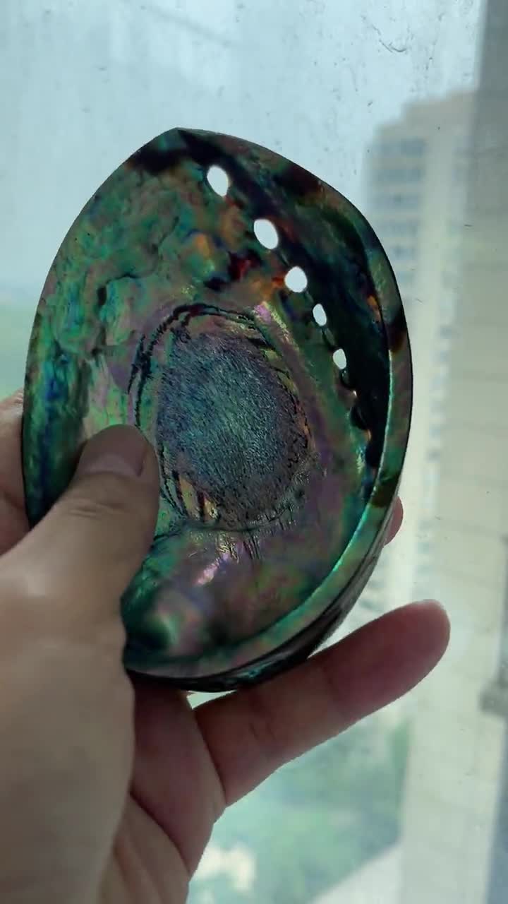 研磨されたアワビの貝殻、海岸ビーチ装飾（4.3～5.1インチ）、E012