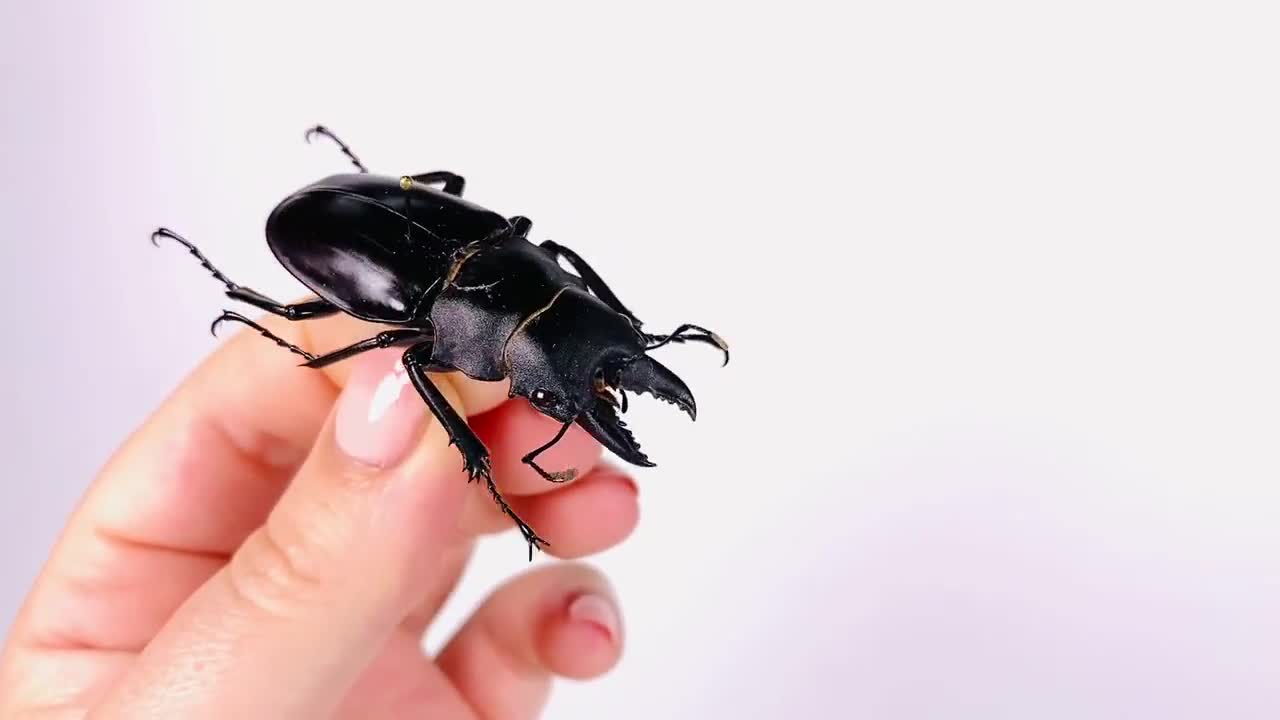 Odontolabis Siva Indonesia (ID) - Wild Caught - Taiwan Ghost Stag