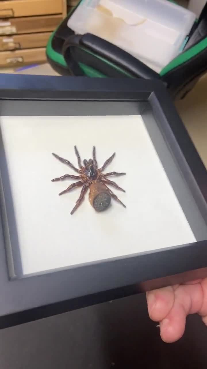 Framed Chinese hourglass spider cyclocosmia ricketti 6x6 - Etsy 日本