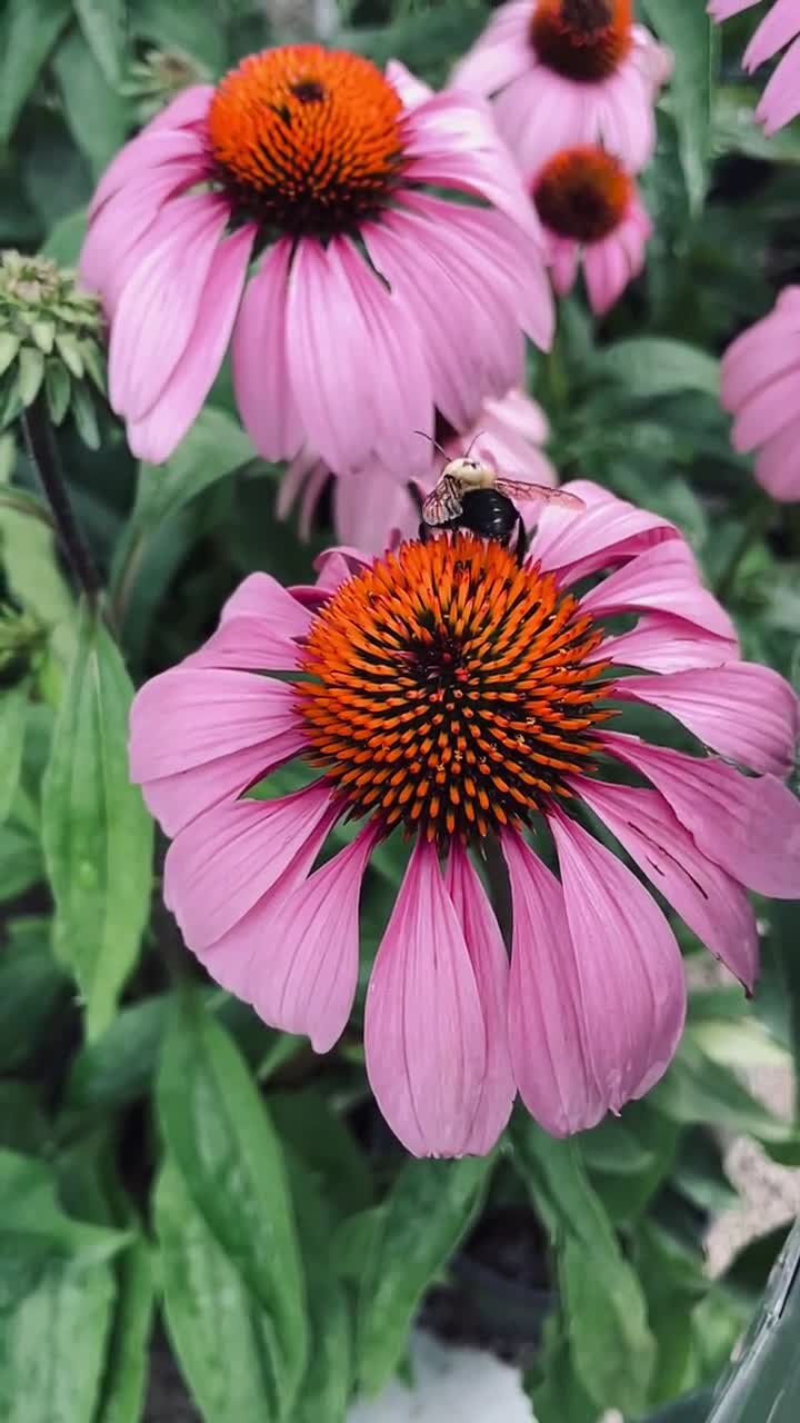Honeybee Garden Wildflower Seed Packet - Etsy 日本