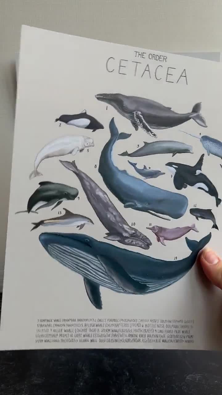 クジラ目（鯨類）、科学イラスト - Etsy 日本