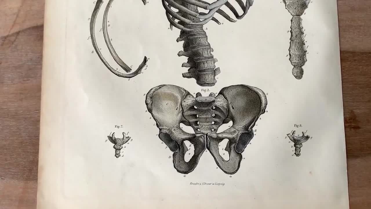 1871 年アンティーク医療彫刻、人間の背骨、脊椎の構造、人間の骨格