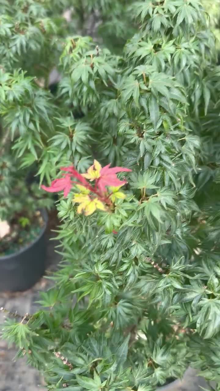 Acer Palmatum 'kuro Hime' Rare Kuro Hime Dwarf Princess Japanese