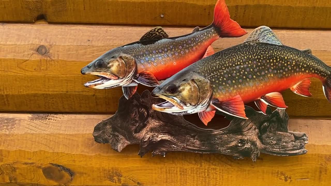 Brook Trout Replica Duo Wall Art -19 Inch Realistic 2D (flat