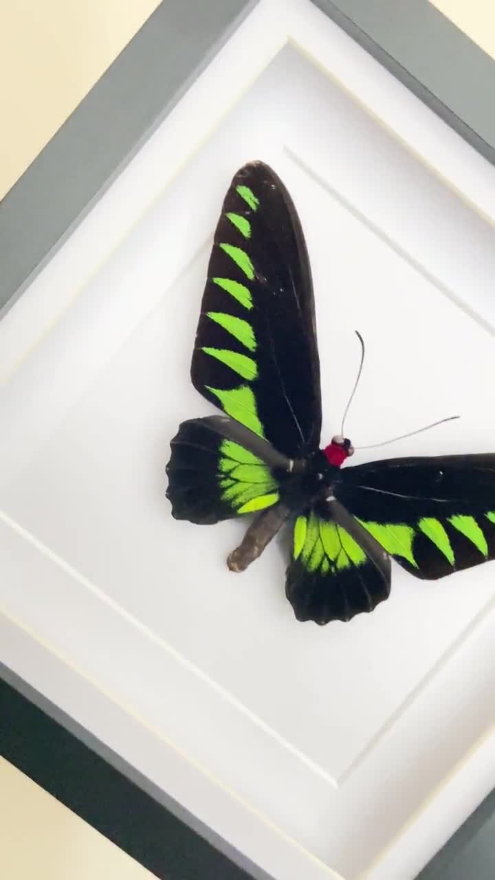 Rajah Brooke's Butterfly. Trogonoptera Brookiana.. Butterfly. Moth