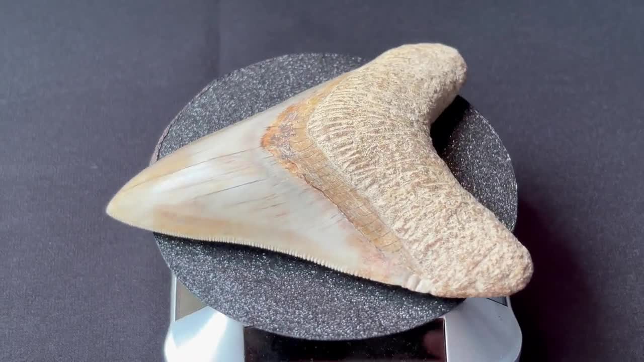 インドネシア・ジャワ島産メガロドンの歯の化石 - 本物の先史時代の