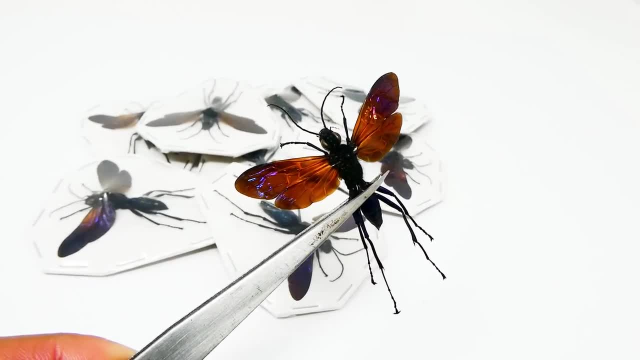 クモバチ（Macromeris splendida）A1 スプレッド標本 - Etsy 日本