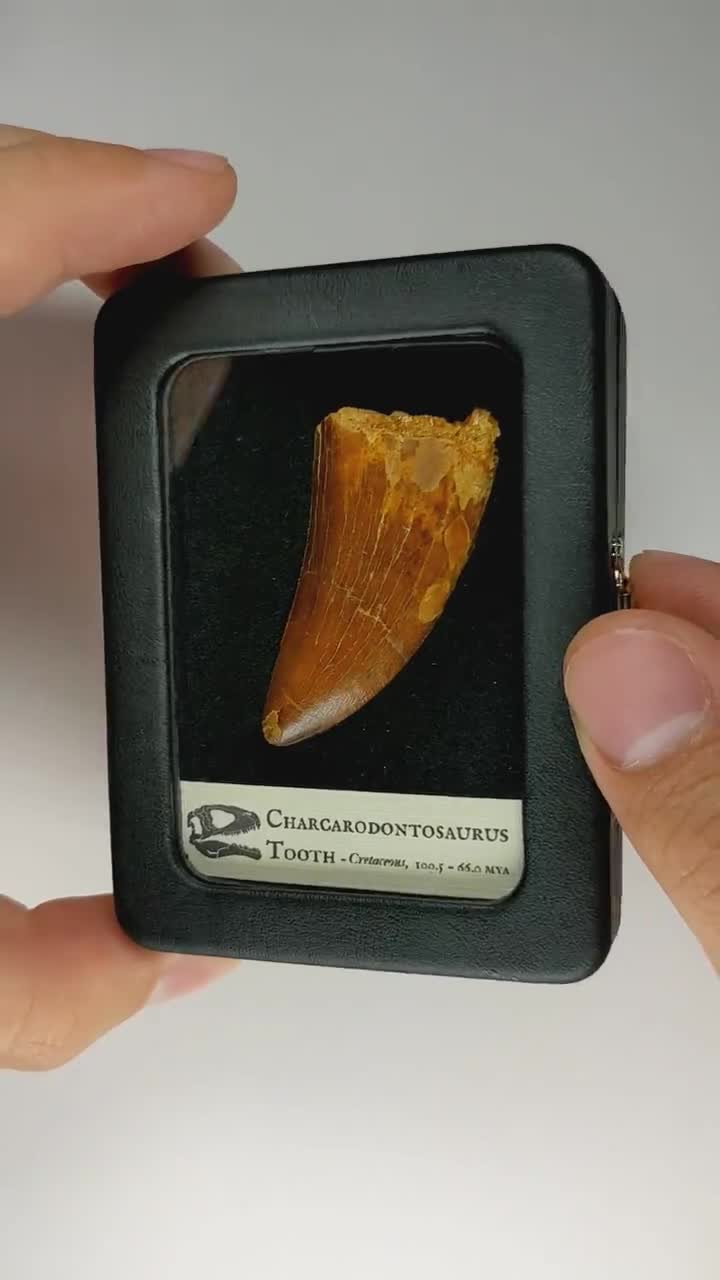 カルカロドントサウルスの歯の展示、実物の化石、白亜紀の恐竜、1億500