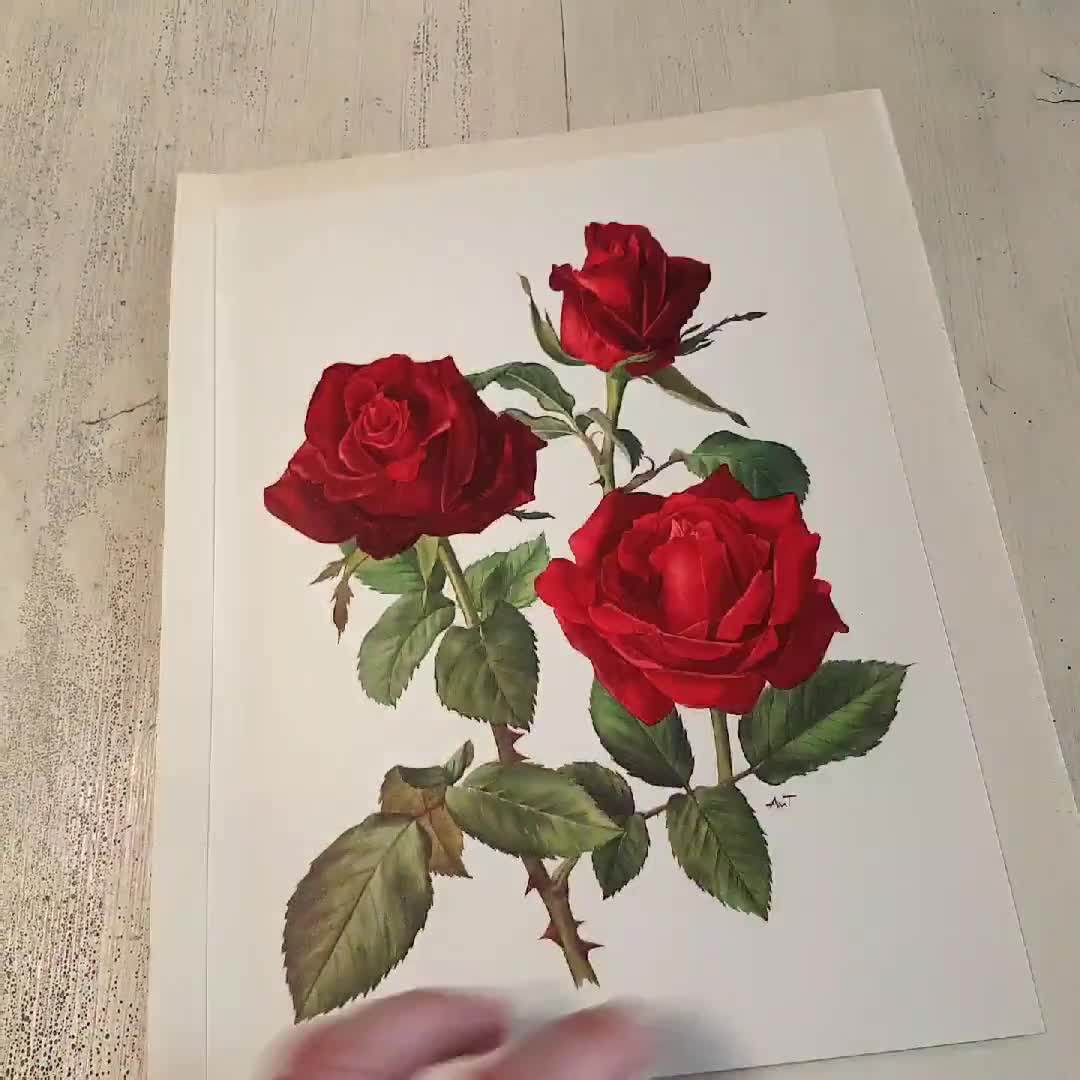 Red Rose Botanical Art 1962 Vintage Red Roses Art Vintage Floral Red Rose Botanical Art 1962 Vintage Red Roses Art Vintage Floral