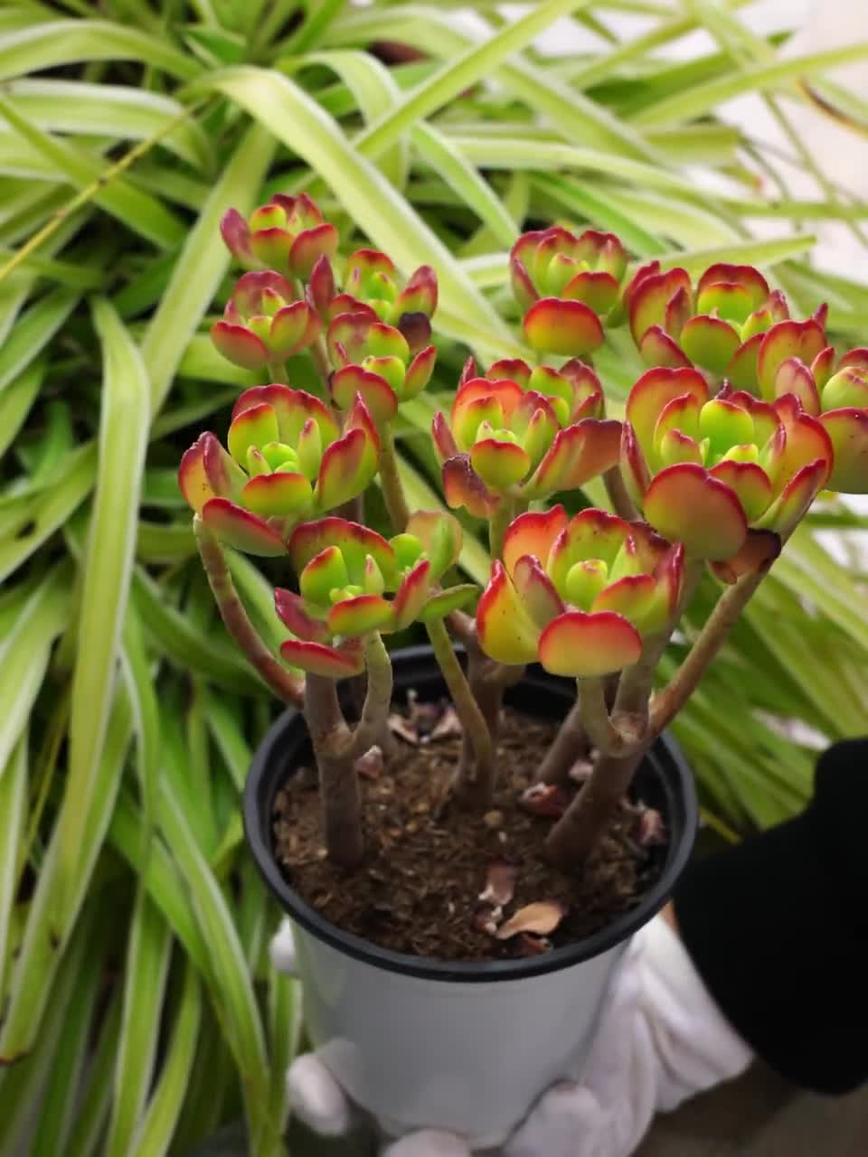 セダム デンドロイデウム - 多肉植物 - Etsy 日本
