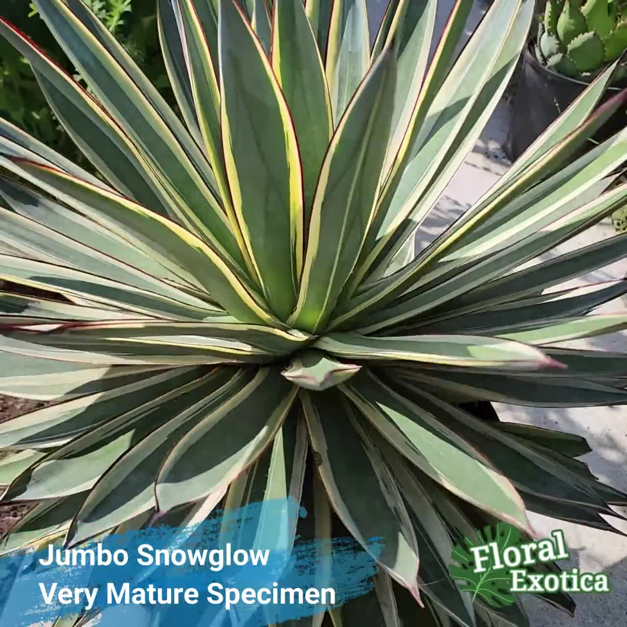 Snowglow Agave - アガベブルーグロー斑入り - 藍光白覆輪 - 希少植物