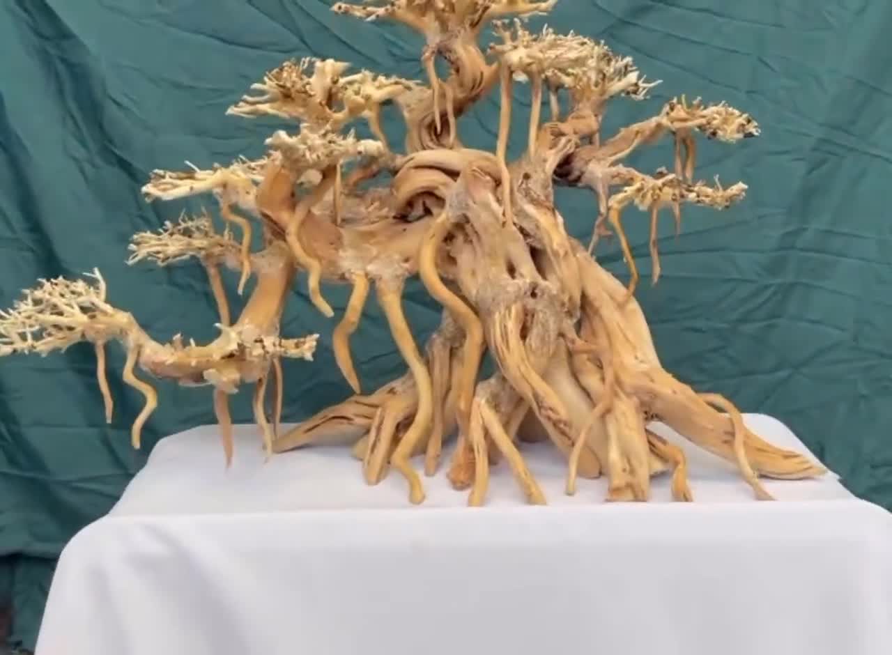 流木盆栽水槽用木製アクアスケープ装飾本物の流木水槽植物 - Etsy 日本