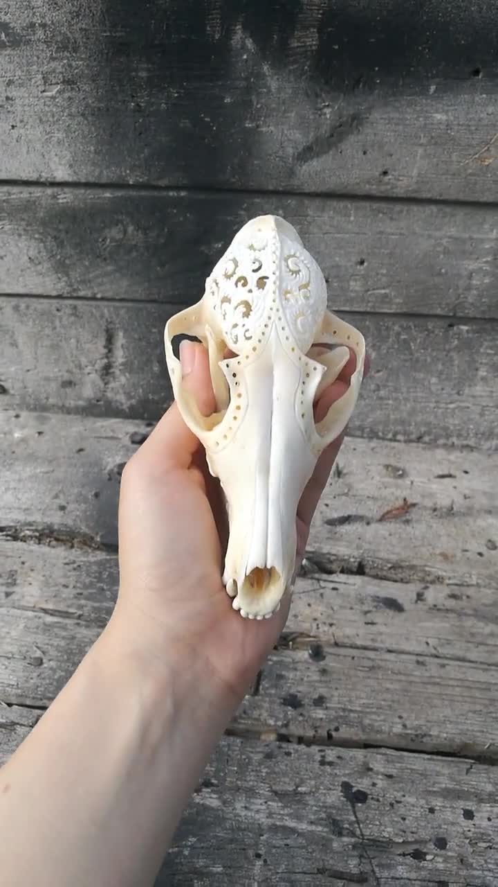 彫刻されたキツネの頭蓋骨：本物の骨を使った芸術作品、華やかな