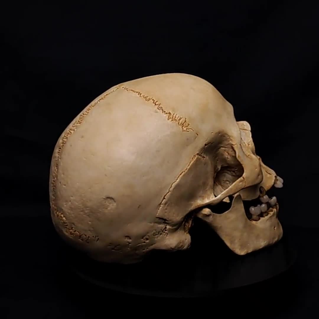 Light Skull – Human Skull Replica – Life Size Anatomical Skull