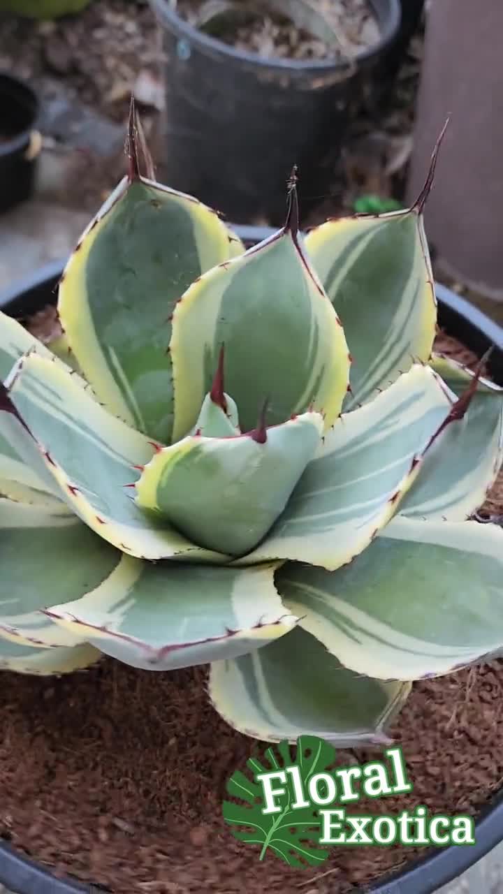 Agave Parryi Truncata 'orizaba' - アガベ パリー トランカタ