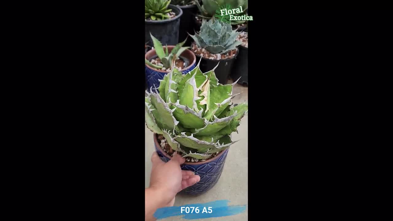 ティタノタ FO76 アガベ：コレクターの多肉植物 - Etsy 日本