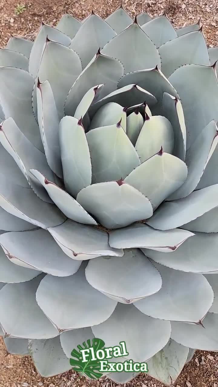 Agave Parryi Truncata - アガベ パリー トルンカータ トランカータ